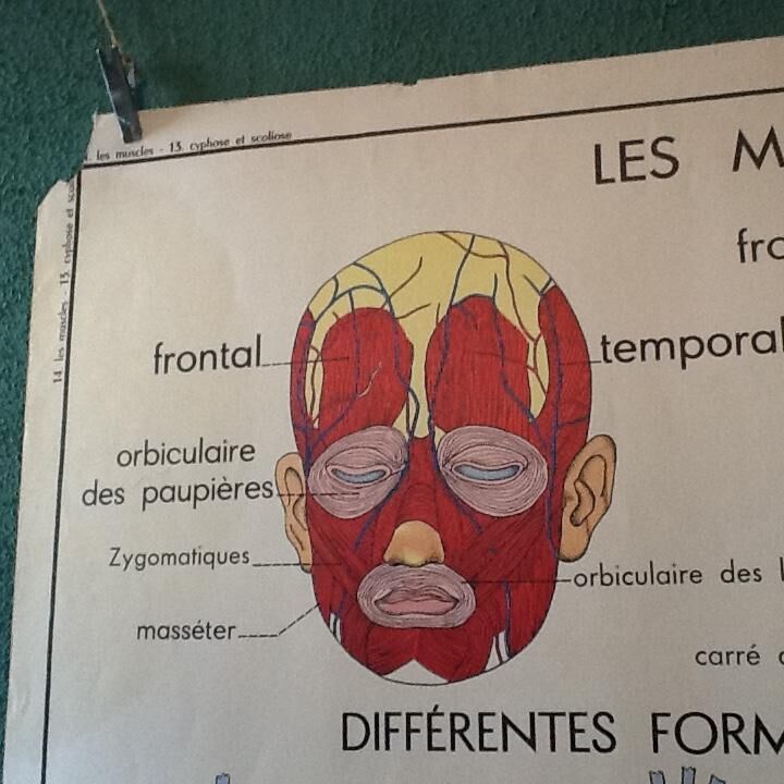 Poster teaching years 60 - muscle / skeletal health