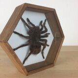 Naturalized mygal spider under hexagonal frame