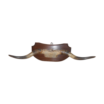 Trophy horns cow