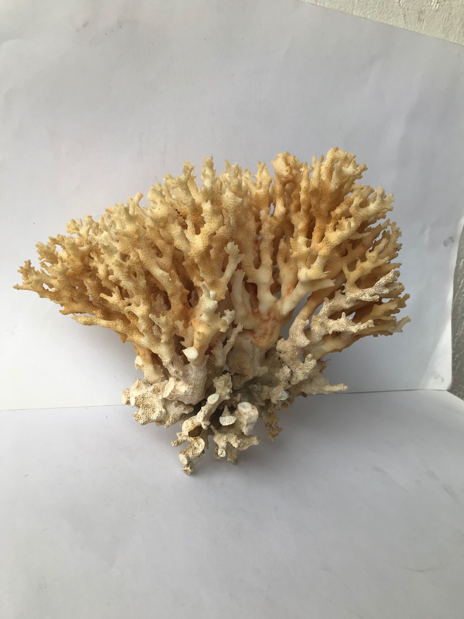 Big bush pacific coral