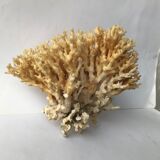 Big bush pacific coral