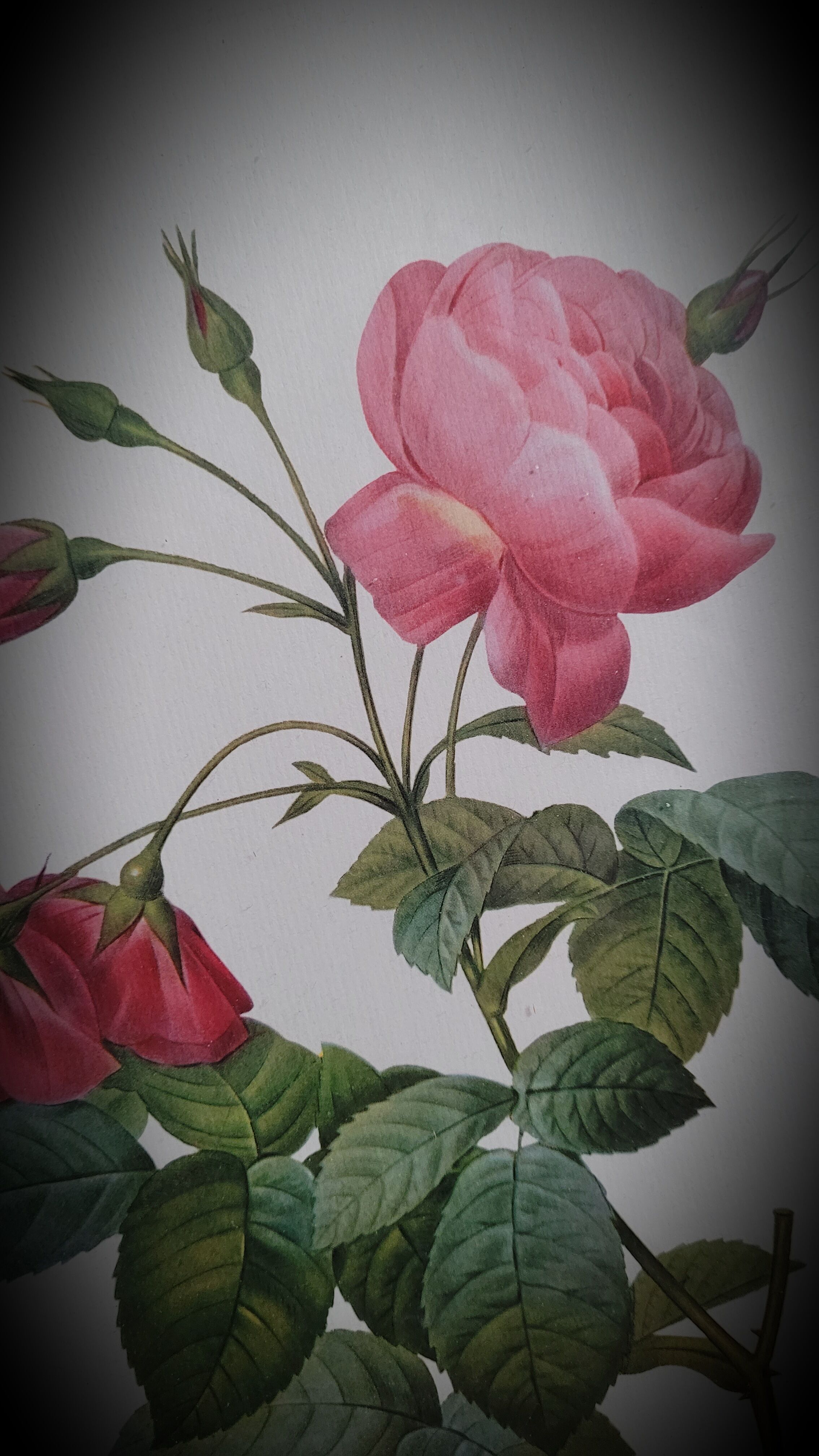Lithograph frame rose semi double leaning buttons 43