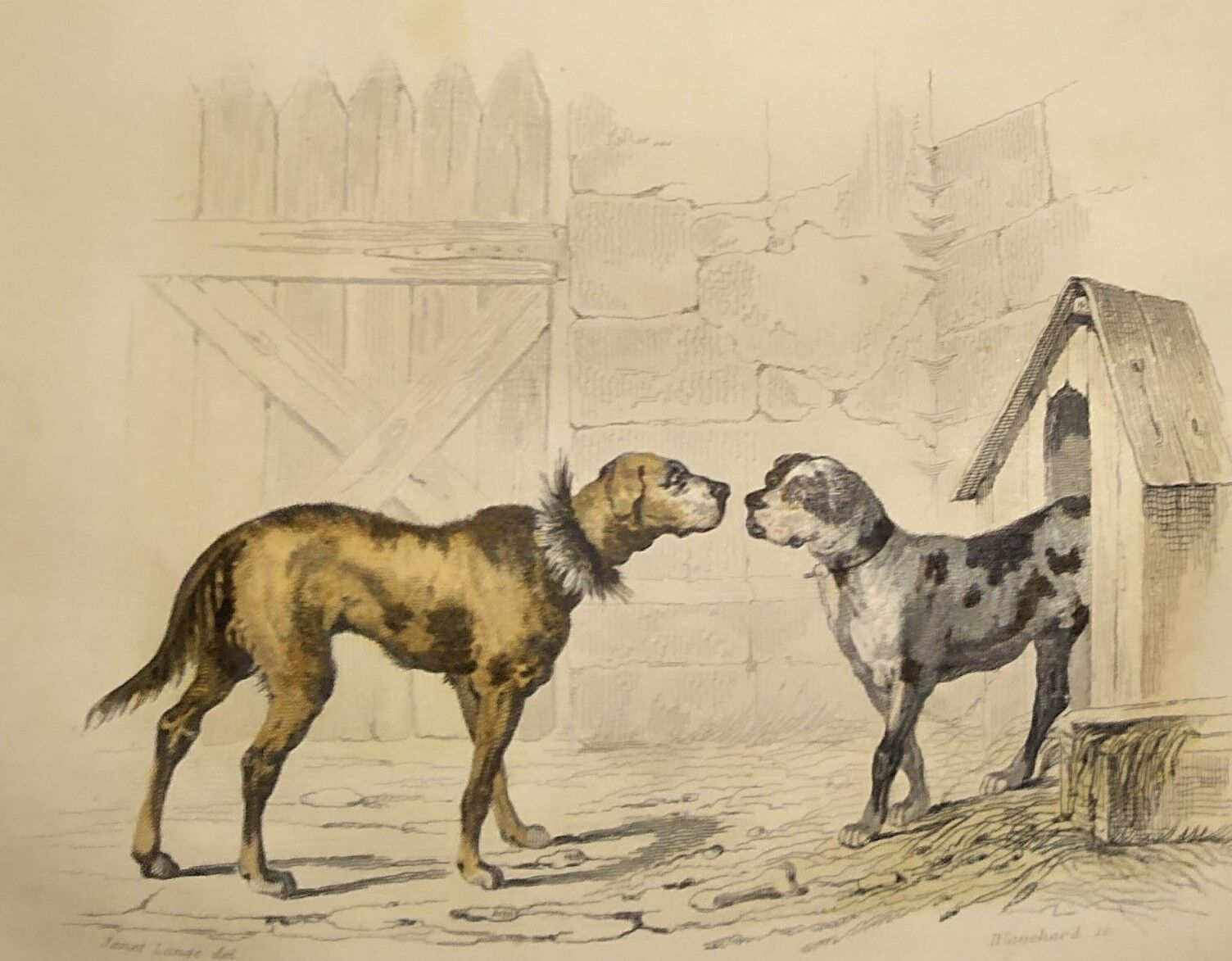 Original zoological plate of 1839 " shepherd dog, mastiff,....