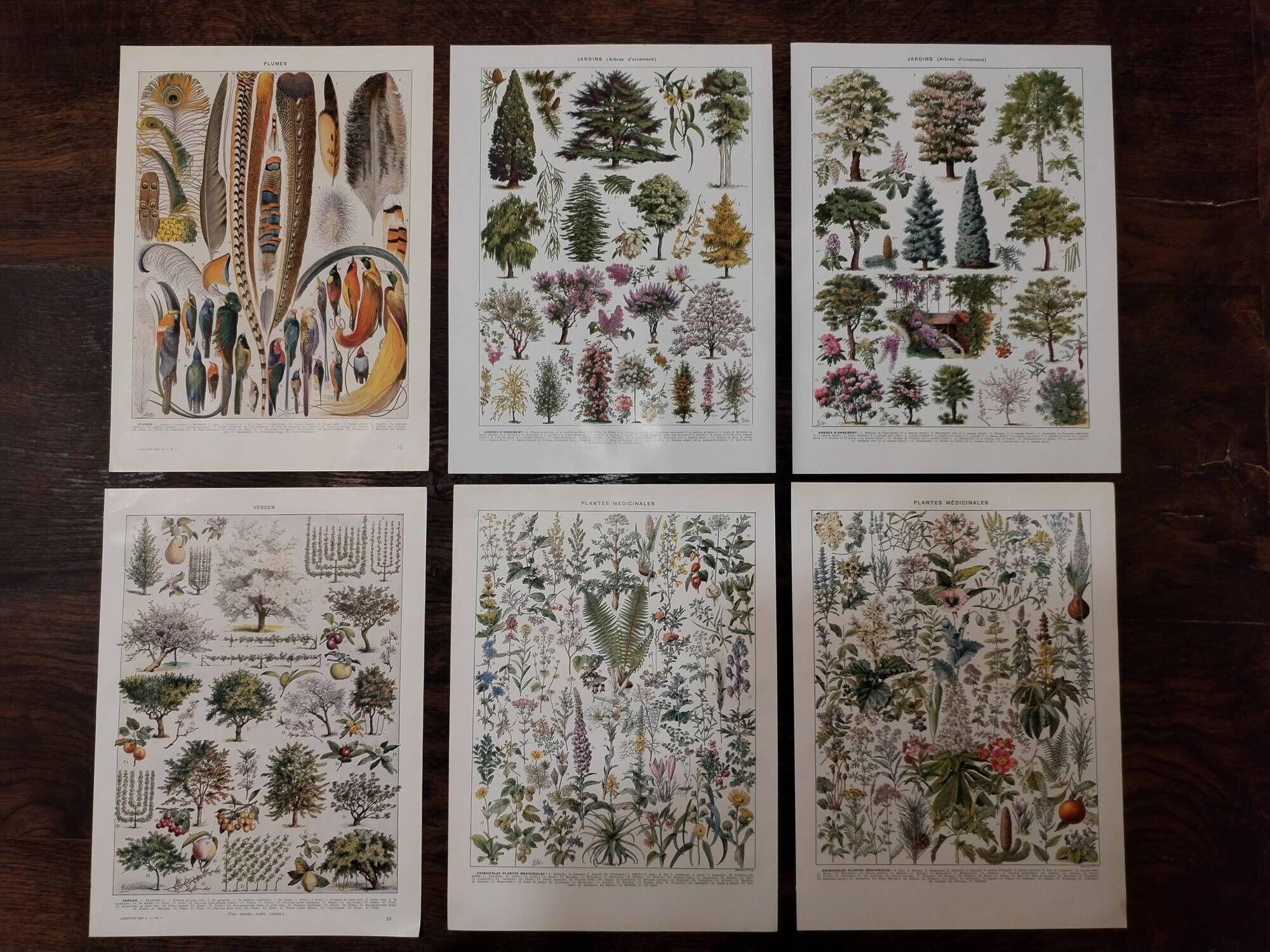 Lot of lithographs on gardens, feathers, medicinal plants and the orchard