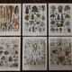 Lot of lithographs on gardens, feathers, medicinal plants and the orchard