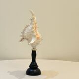 Old Murex conch shell on turned wooden base Napoleon III vintage curiosity cabinet R