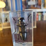 Insects under vintage resin