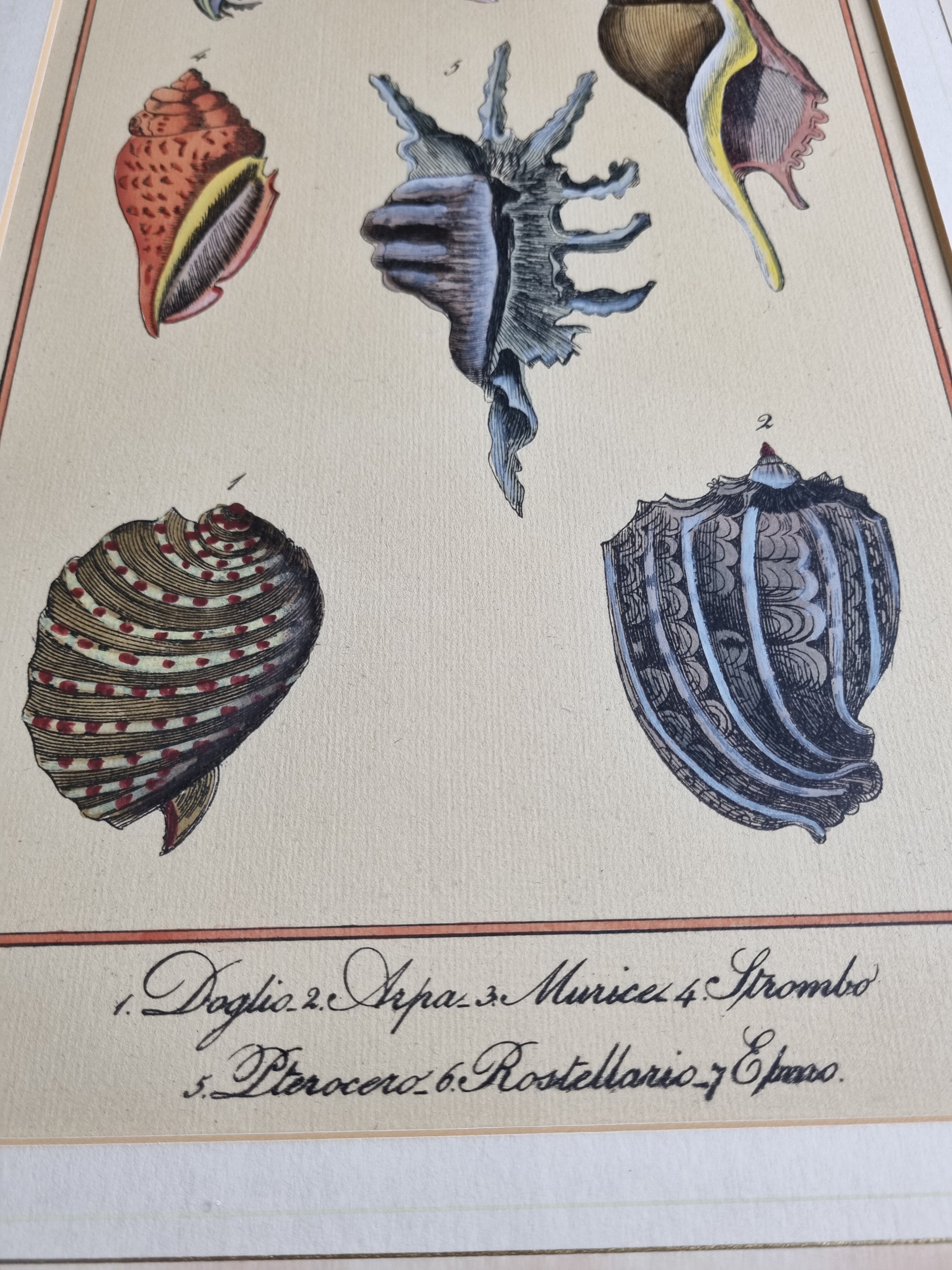 Natural History plate number 8, Conchyliology, signed in the plate, XVIIIth