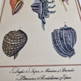 Natural History plate number 8, Conchyliology, signed in the plate, XVIIIth