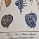 Planche d'histoire naturelle numéro 8 conchyliologie signée dans la planche, xviiième