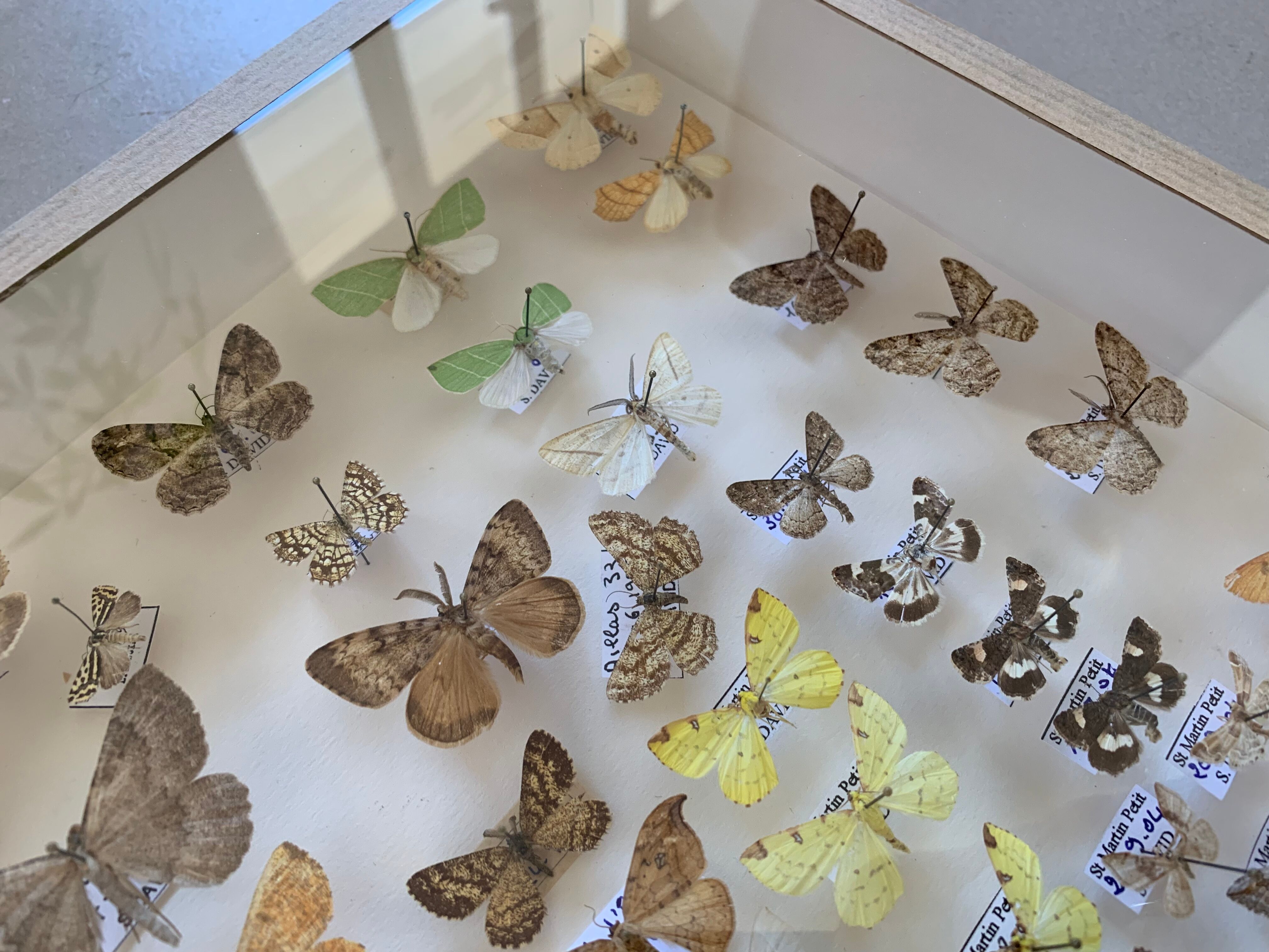 Butterflies stuffed under glass