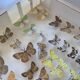 Butterflies stuffed under glass