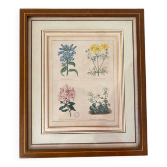 Botanical plate of mountain flowers from the 1960s.