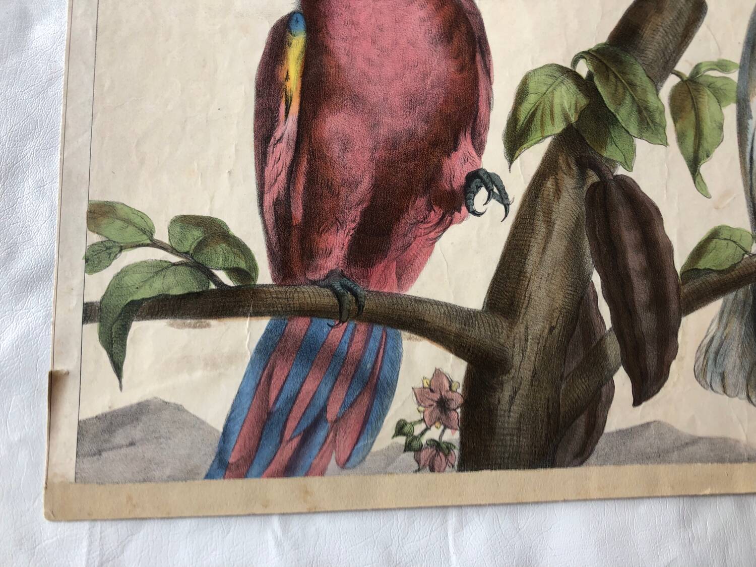 Zoological school poster representing a cockatoo and a macaw