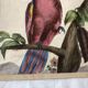 Zoological school poster representing a cockatoo and a macaw