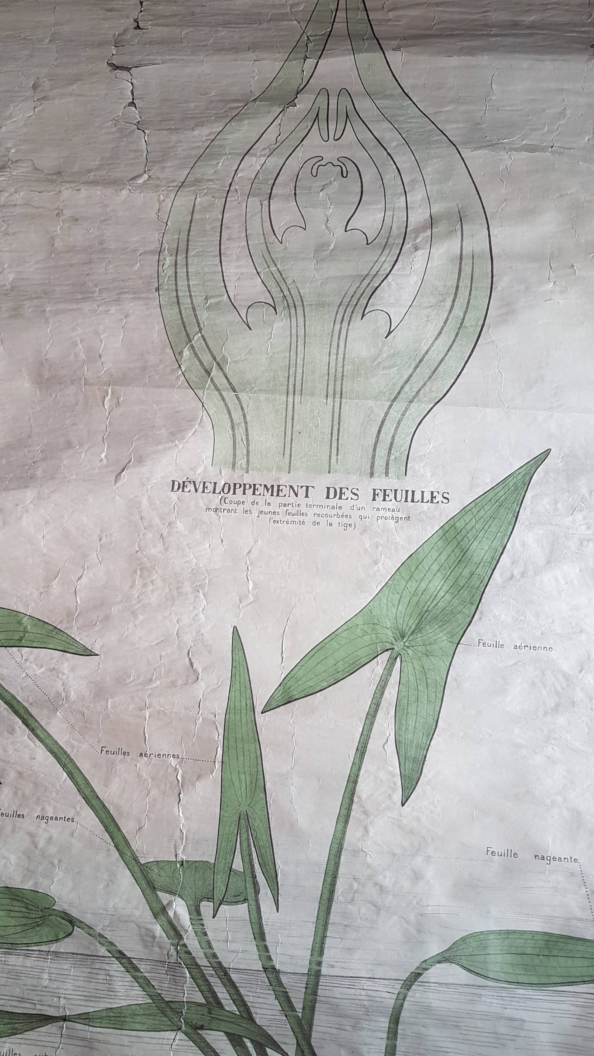 Ancienne affiche Deyrolle - les feuilles