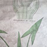 Ancienne affiche Deyrolle - les feuilles
