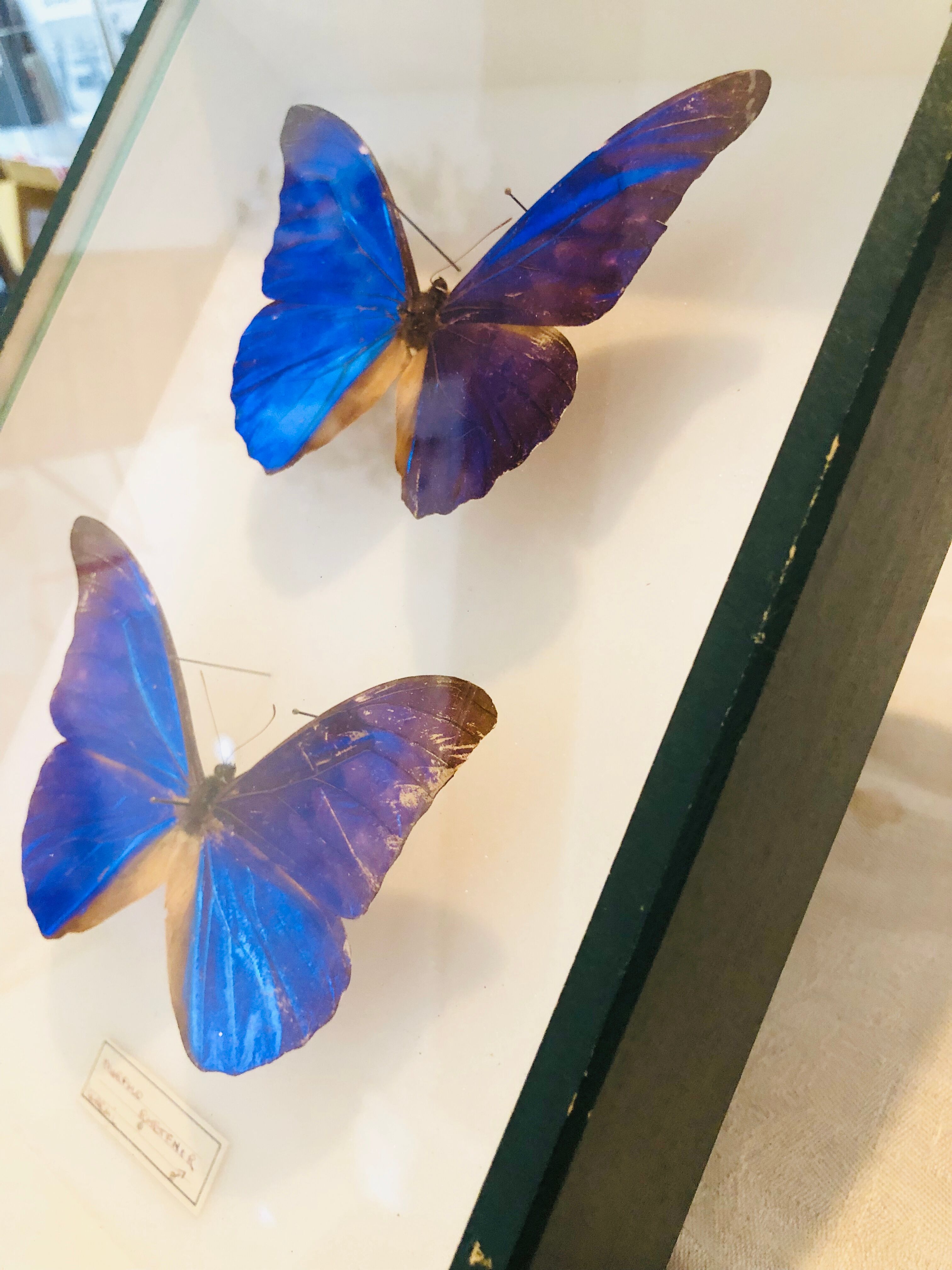 Papillons Morpho Rhetfnor
