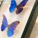 Papillons Morpho Rhetfnor