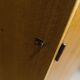 Scandinavian 3-door wardrobe in blond teak