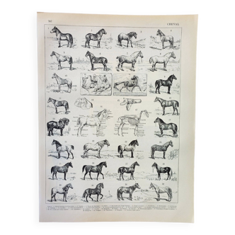 Gravure ancienne 1898, Chevaux , race, anatomie, course • Lithographie, Planche originale