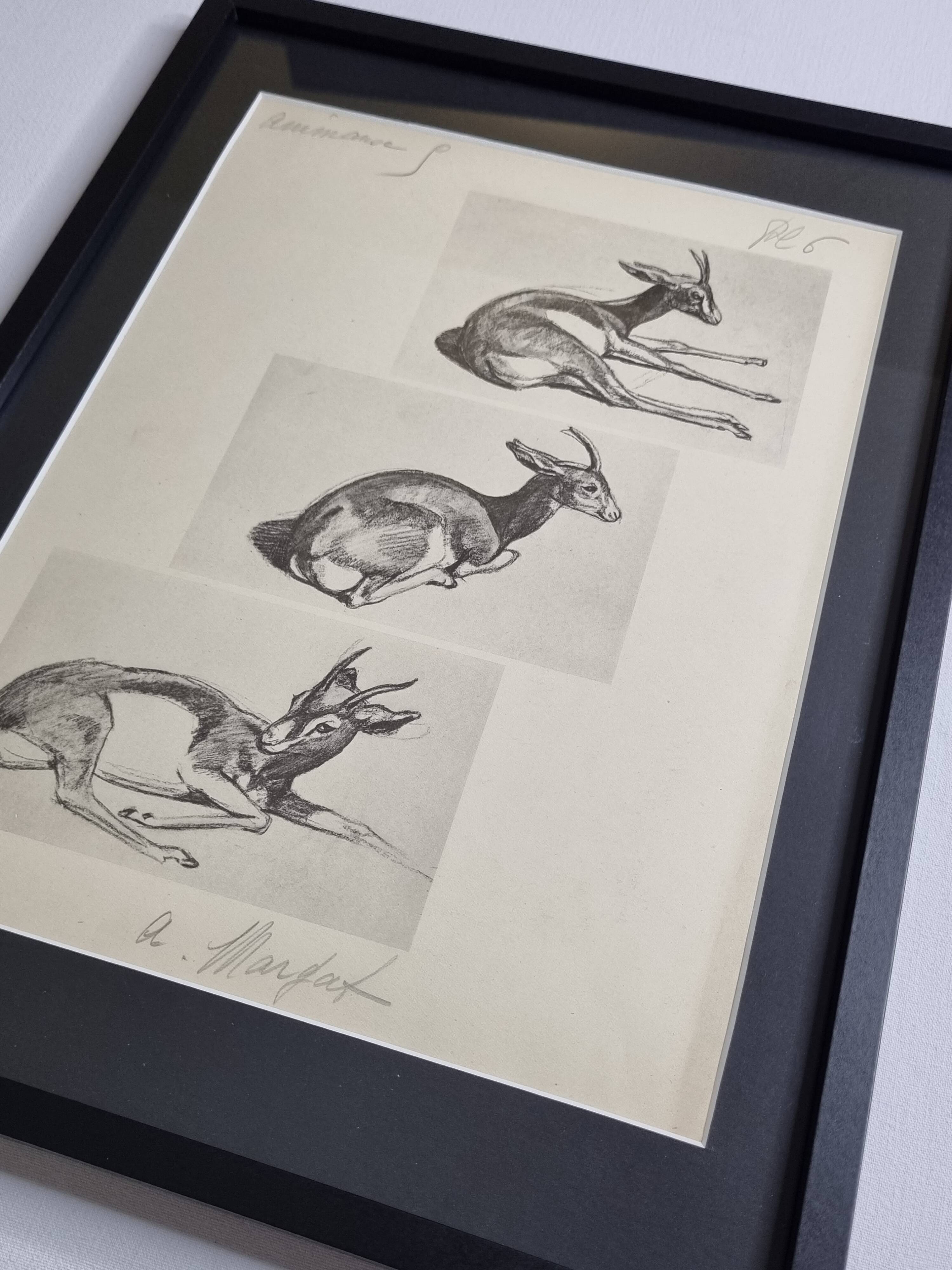 Illustrated plate, Gazelle Studies, Signed André Margat, 1930-1950