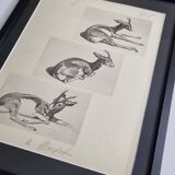 Illustrated plate, Gazelle Studies, Signed André Margat, 1930-1950