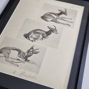 Planche illustrée, Études de Gazelle, Signée André Margat, 1930-1950
