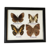 Framework of four butterflies of Thailand naturalized