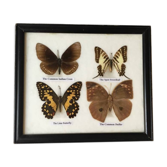 Cadre de quatre  papillons de Thailande naturalisés