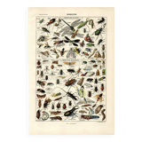 Gravure ancienne - 1923 - Insectes utiles et nuisibles par A. Millot