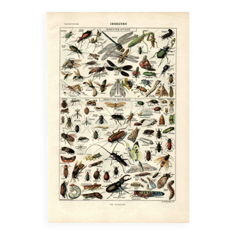Old engraving - 1923 - Useful and harmful insects by A. Millot