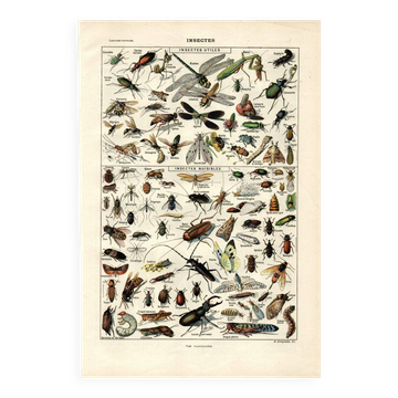 Gravure ancienne - 1923 - Insectes utiles et nuisibles par A. Millot