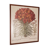 Old Botanical poster framed