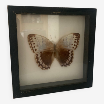 Butterfly wall frame