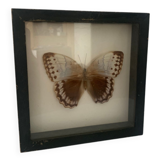 Butterfly wall frame