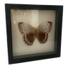 Butterfly wall frame