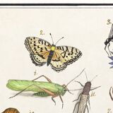 Small poster on “insects and flowers”, after an old engraving from 16