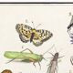 Small poster on “insects and flowers”, after an old engraving from 16