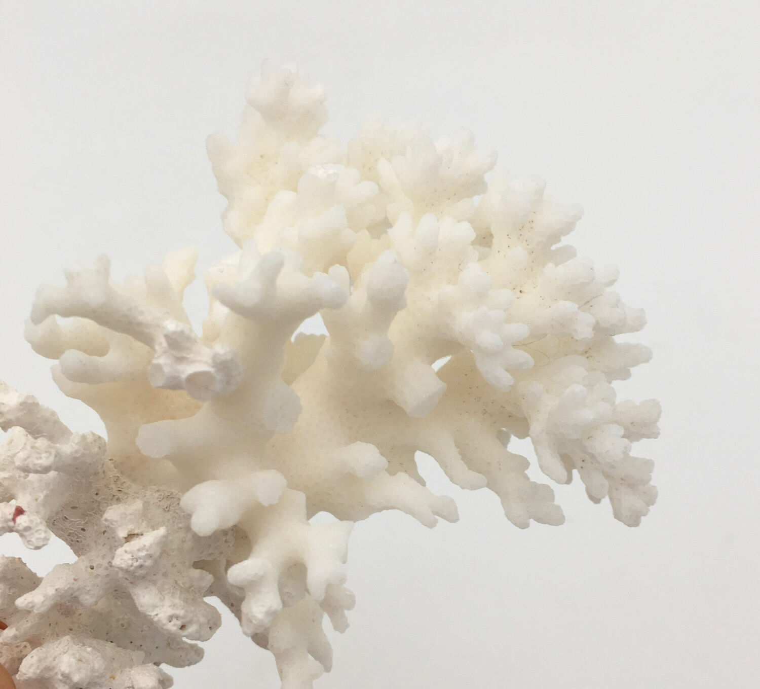 Old branch of white natural coral / 1970s