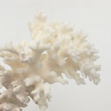 Old branch of white natural coral / 1970s