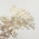 Ancienne branche de corail naturel blanc / Années 1970