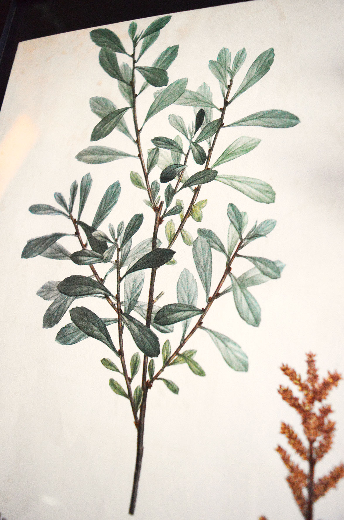 Myrica Gale framed pharmaceutical board