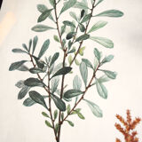 Myrica Gale framed pharmaceutical board