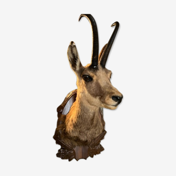 Chamois Hunting Trophy