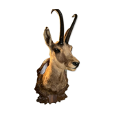 Chamois Hunting Trophy