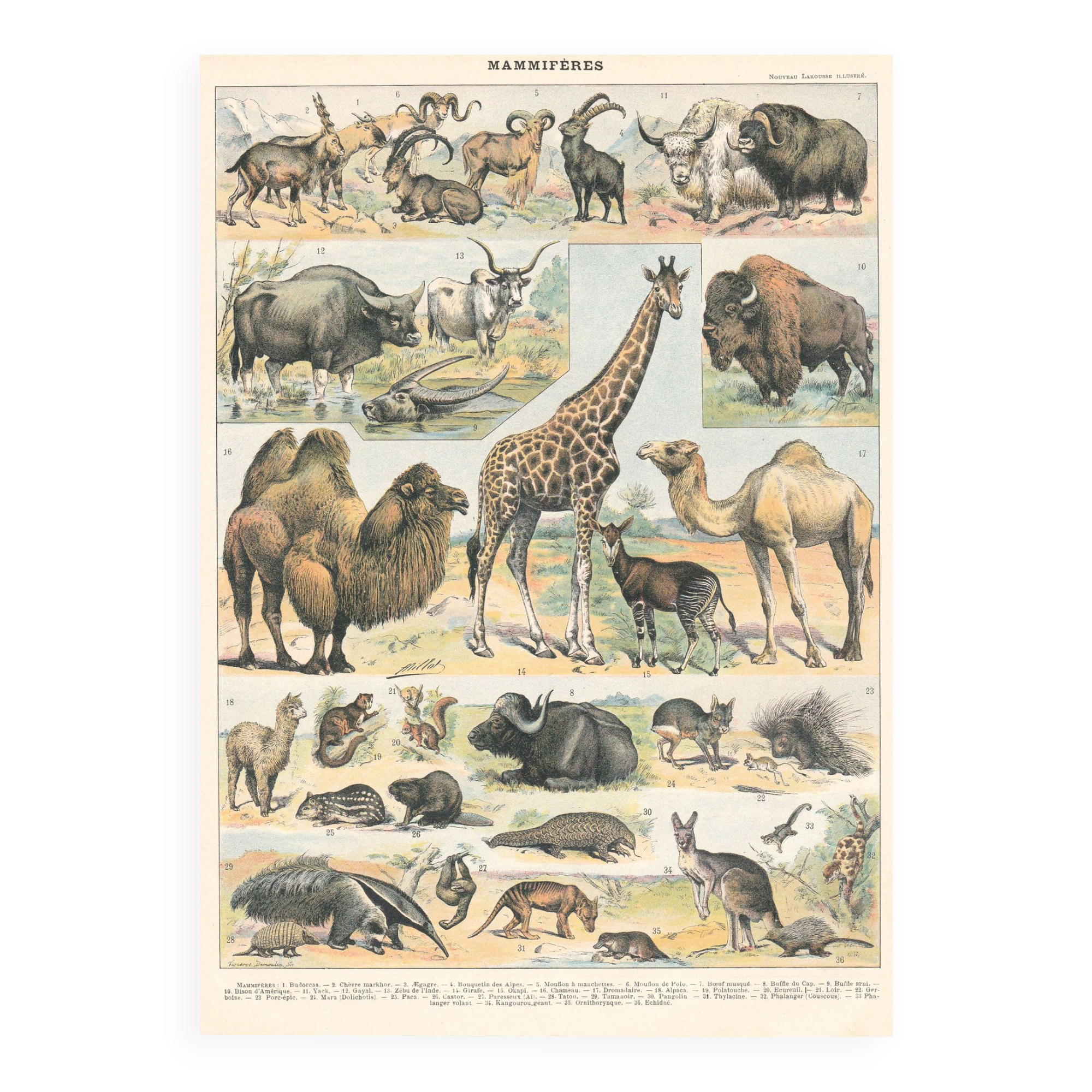 Old plate on mammals 1897