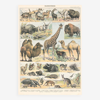 Old board on mammals 1897