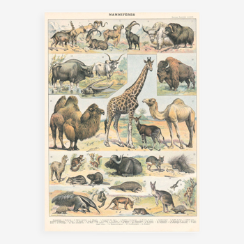 Planche ancienne sur les mammifères 1897