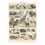 Old plate on mammals 1897